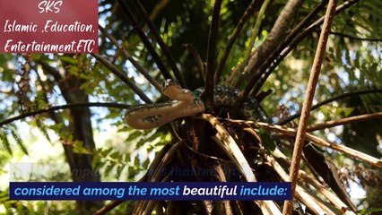 The most beautiful snake english language SKS