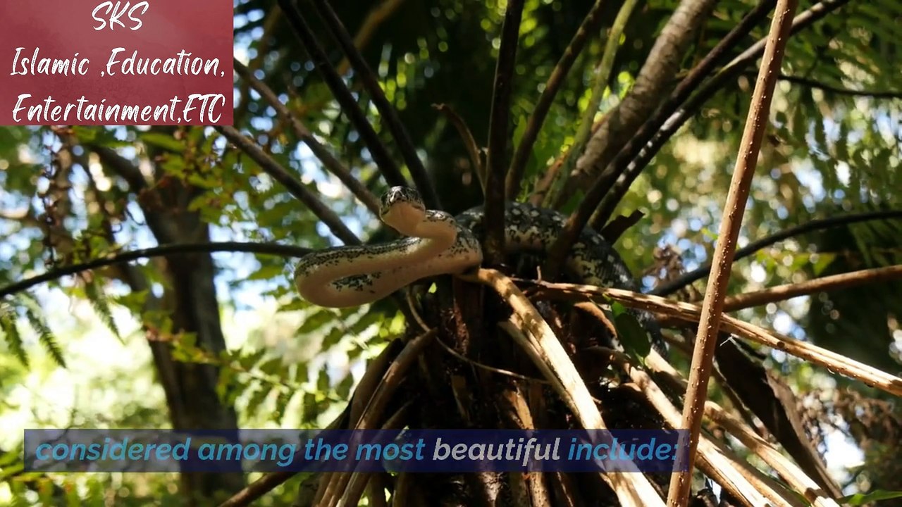 The most beautiful snake In  URDU  HINDI SKS