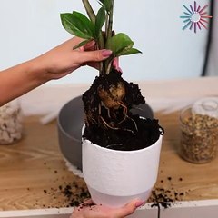 From a boring flower pot to a fancy one! 😍