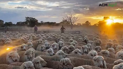 Click go the shears at Australia's largest operating sheep station Rawlinna