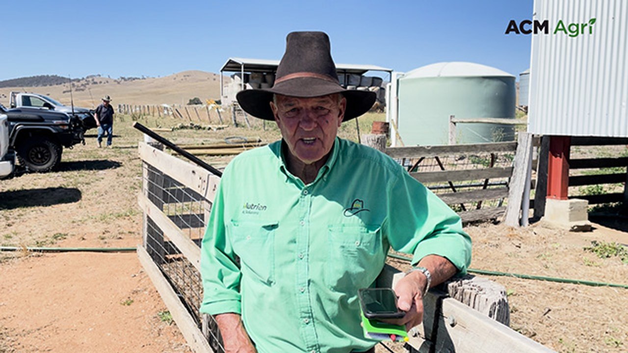 Mountain Calf Sales start steady in Hinnomunjie with demand for lighter cattle from South Gippsland buyers