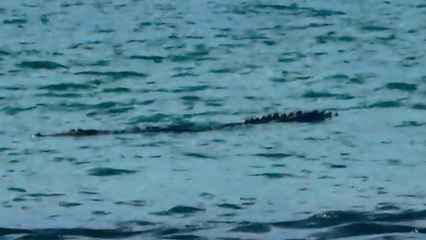 tn7-Alerta en Playa Jacón por avistamiento de cocodrilo de 4 metros-030325