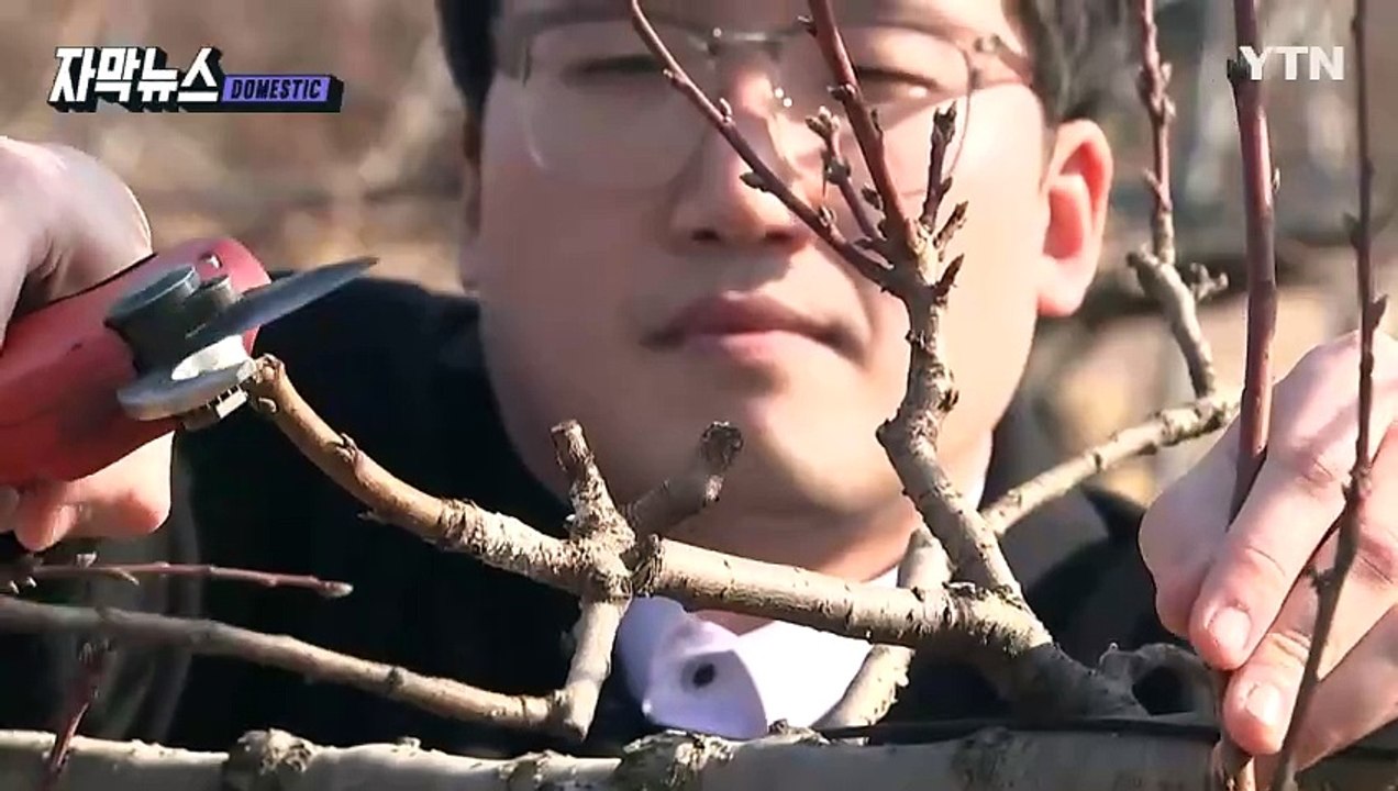 [자막뉴스] 가지 치기하려다 '응급실행'...속출하는 손가락 절단 사고 / YTN