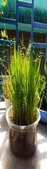 Beautiful Grass 🌾 kind of Plant for Garden & Home Decoration | Unique Plant Ideas for Your Garden