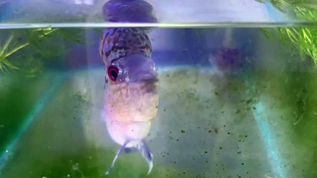 Flower horn fish is hungry