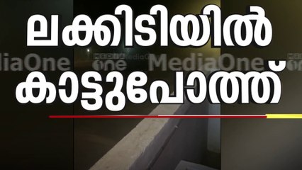വയനാട് ലക്കിടിയിൽ വീണ്ടും കാട്ടുപോത്ത് ഇറങ്ങി | Wayanad