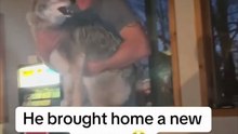 This dad really brought a wolf in the house 😳