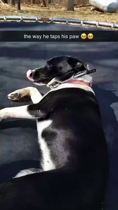 This dog is so smart ❤️🥹