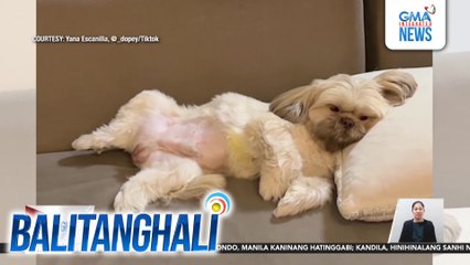 Eksena ng aso na tila "paw-god," kinatutuwaan ng netizens | Balitanghali