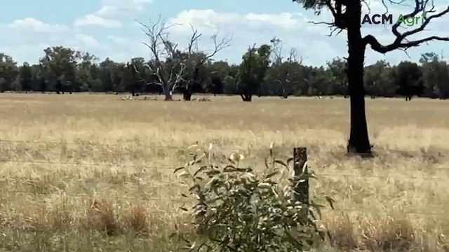 Jim Gunn, Sevenbardot Poll Hereford stud, Goondiwindi
