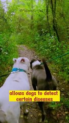 Dogs - are animals that are easy to train in the military