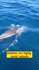 Dolphins - saviors of the oceans