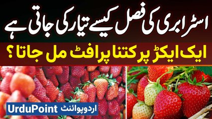 How Is Strawberry Crop Produced? How Much Profit Can Be Obtained from One Acre?