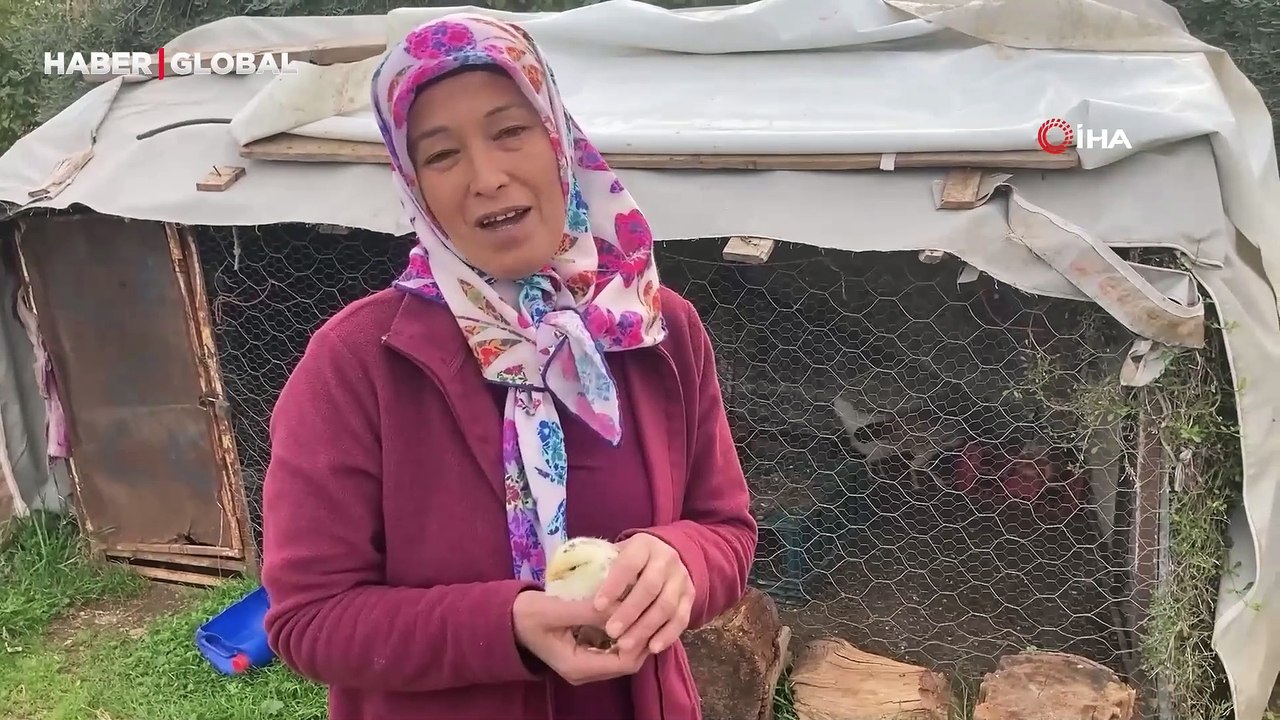 Ay yıldız figürüyle doğan civciv görenleri şaşırtıyor