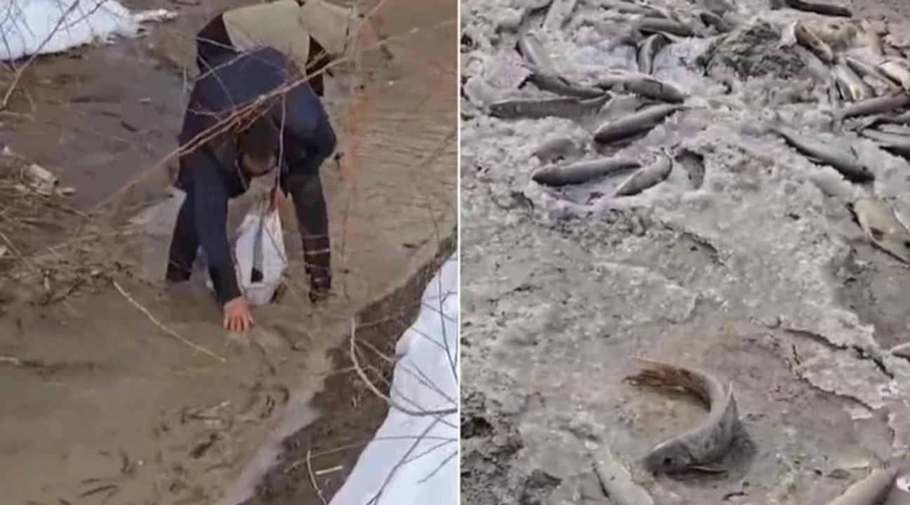 Aras Nehri'nde balık ölümleri