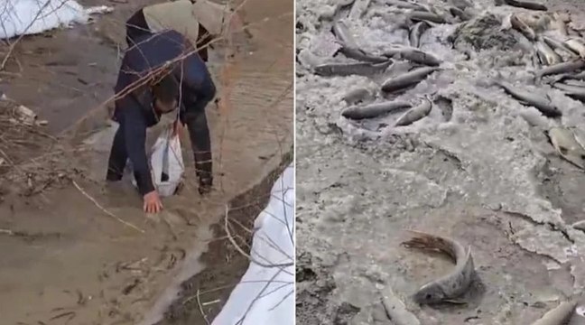 Aras Nehri'nde balık ölümleri