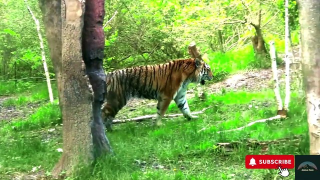 TIGERS - KING OF THE JUNGLE FACING EXTINCTION | The shocking truth about the iconic animal