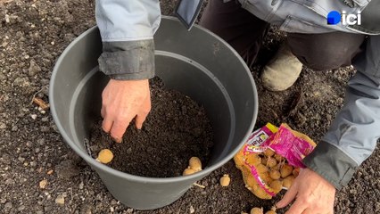 Roland Motte, jardinier : quelle méthode choisir pour cultiver des pommes de terre ?