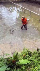 Khusus kolam TANAH, lakukan perlakuan ini walaupun 1 tahun sekali