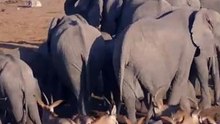 Etosha National Park, Namibia- Short