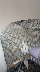 Drying My Cocktail Parrots With My Hair Dryer After Bath Due to Cold Weather #petlover #parrots #funnypets #funnypetsvideos #foryou