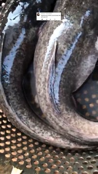 Kurang tepat rasanya kalau kalian bertanya induk lele jenis apa yang bagus saat ini