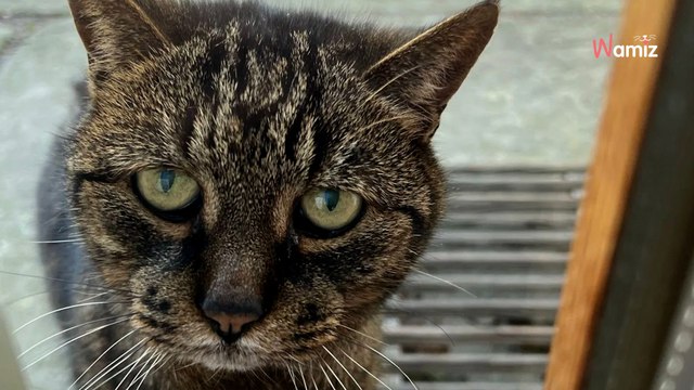 Il s'installe dans sa nouvelle maison : un étrange visiteur vient le « déranger » chaque après-midi