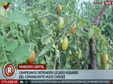 Barinas I Los campesinos del mcpio. Capital defienden el legado agrario del Comandante Chávez