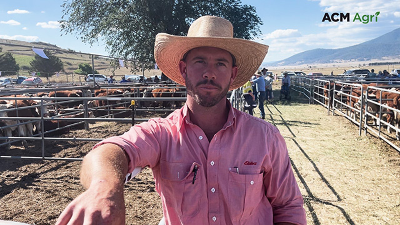 Second drafts of high country Hereford cattle sell best at Benambra