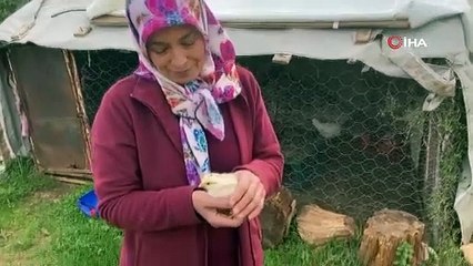 'Ünlü' Civciv, Kafasında Ay Yıldız Figürüyle Görenleri Hayrete Düşürdü