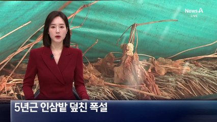 5년근 인삼밭 덮친 기록적인 폭설