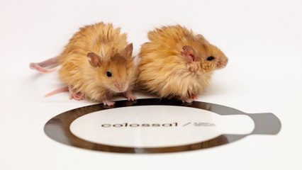 El lanudo colosal, un ratón con el ADN de mamut conservado en el permafrost