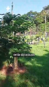 VÍDEO: Morador depara-se com árvores cortadas em praça de Novo Hamburgo; aposentado havia plantado a vegetação