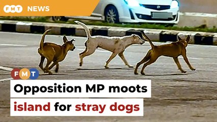 Opposition MP moots dedicated island in Langkawi for stray dogs