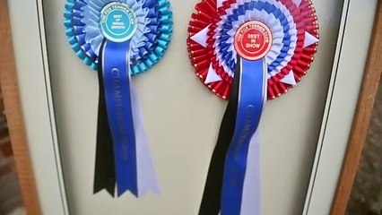 Schoolboy becomes Crufts' youngest entrant - aged six