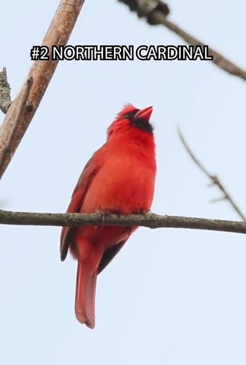 Birbs nice