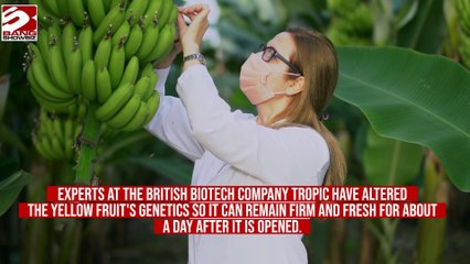 Scientists create banana that stays fresh for 24 hours after opening