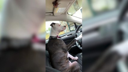Hilarious moment impatient dog beeps car horn to get owner to hurry up