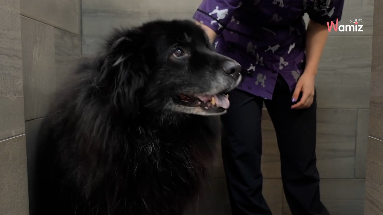 Ten piesek został wykąpany i uczesany pierwszy raz od 15. lat. Jego transformacja zachwyca