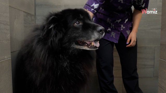 Ten piesek został wykąpany i uczesany pierwszy raz od 15. lat. Jego transformacja zachwyca