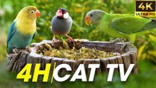 Nature's TV for Cats_ Watch Birds and Squirrels All Day - Birds For Cats To Watch