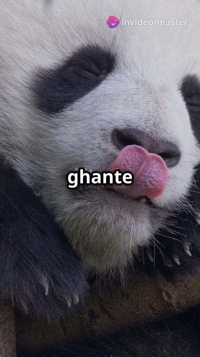 "Did you know? Pandas sleep for 12-16 hours a day to conserve energy! 🐼💤 #FunFact #PandaLife #Nature"