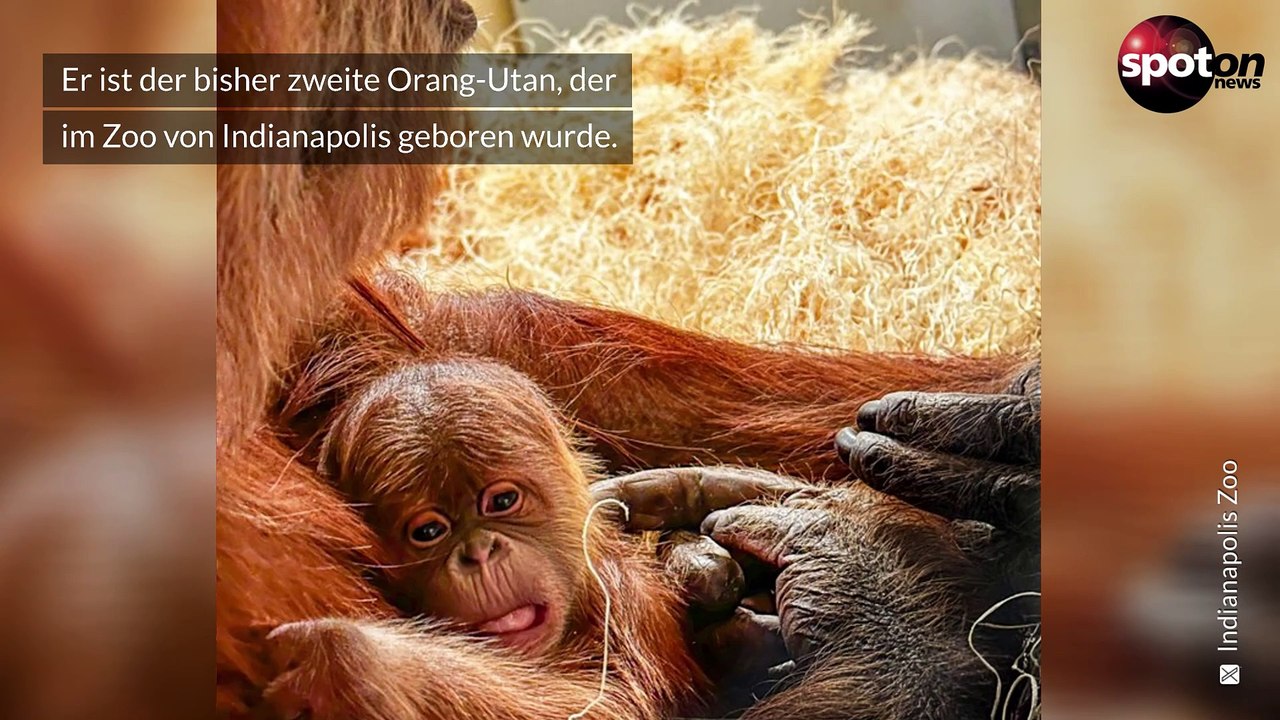 Süß! Orang-Utan-Baby im Zoo von Indianapolis geboren