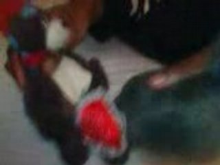 L'amour entre un lapin et un ours