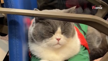 Deux chats prennent l’avion : leur attitude va faire craquer 8M d’internautes