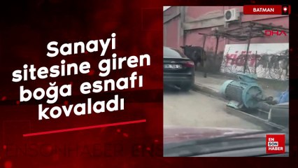 Batman'da sanayi sitesine giren boğa, esnafı kovaladı