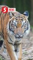 Tiger Conservation Task Force implements various measures to protect Malayan tigers