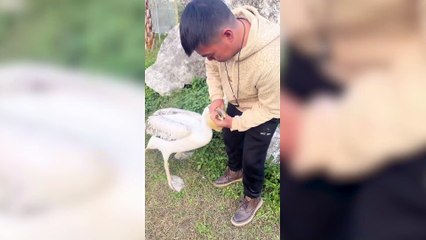 Zookeeper rescues two hamsters from pelican’s beak as it tries to swallow them