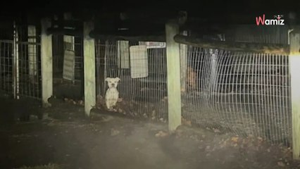 Elle roule sur une route sombre près d'un parc à chiens : une vision dans la nuit lui arrache un cri d'horreur
