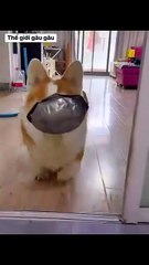 The house is out of rice, so quickly get up and go to work to feed me